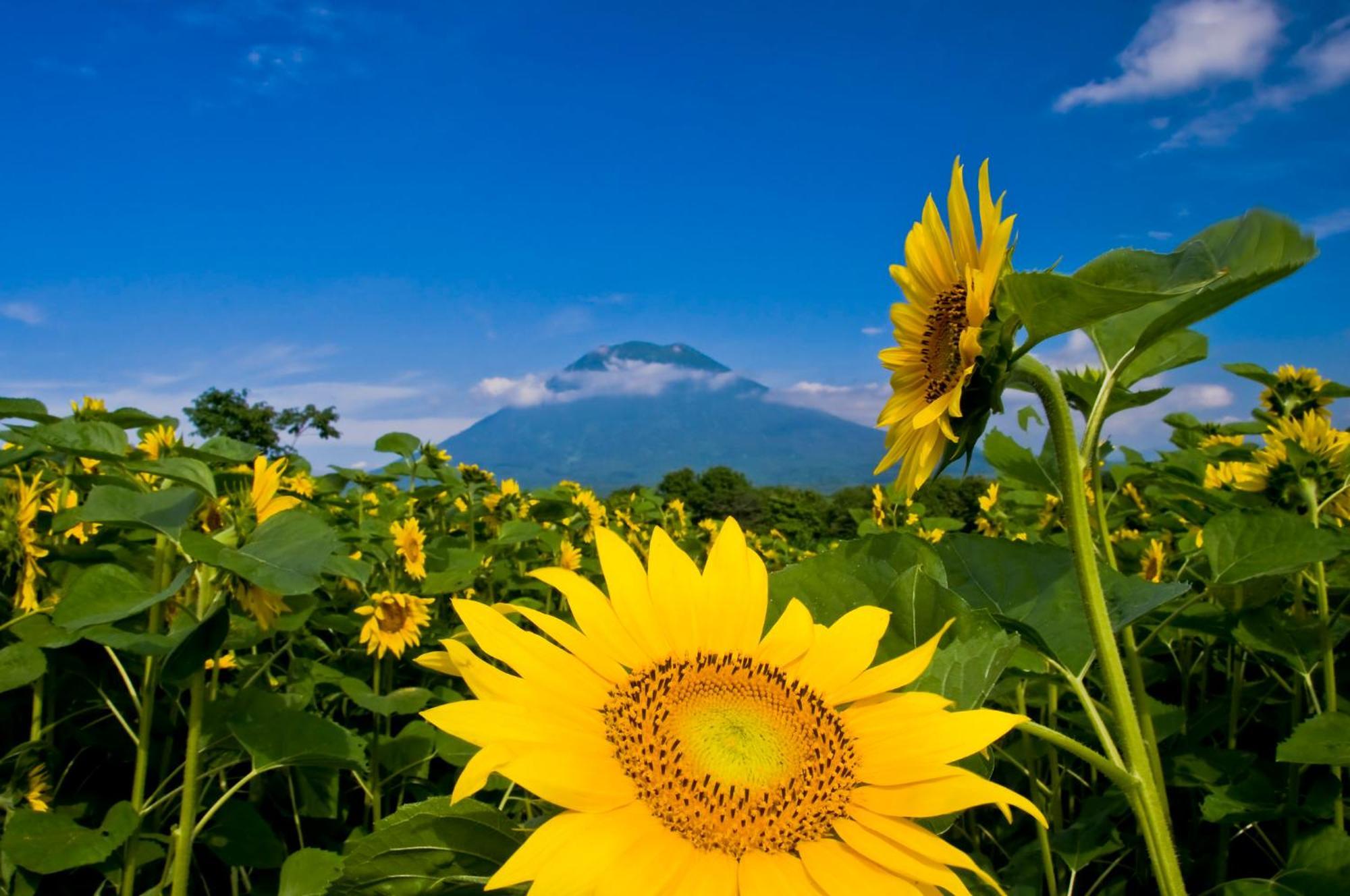 Midtown Niseko Hotel Exterior photo